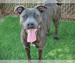 MOLLY - Female American Staffordshire Terrier Dog for Adoption - Small photo