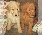 Small Photo #24 Goldendoodle Puppy For Sale in LINCOLN, AL, USA