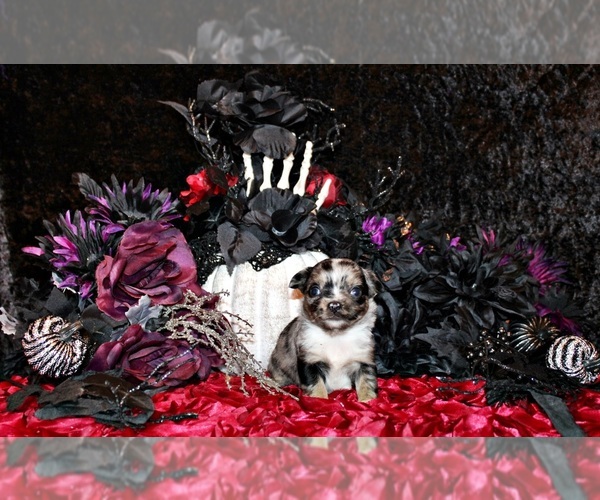 Medium Photo #37 Chihuahua Puppy For Sale in CHARLESTON, AR, USA