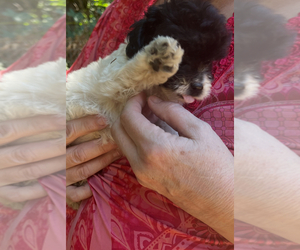 Maltipoo Puppy for sale in VENETA, OR, USA