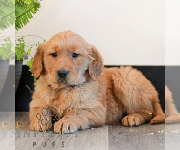 Medium Photo #3 Golden Retriever Puppy For Sale in LITITZ, PA, USA