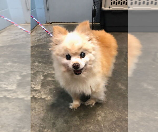 Medium Photo #1 Pomeranian Puppy For Sale in Evansville, IN, USA