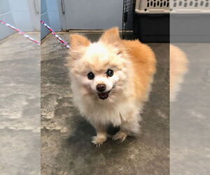 Pomeranian Dogs for adoption in Evansville, IN, USA