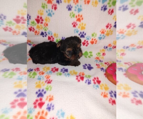 Medium Photo #20 Yorkshire Terrier Puppy For Sale in LAPEER, MI, USA