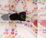 Small Photo #20 Yorkshire Terrier Puppy For Sale in LAPEER, MI, USA