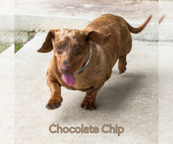 Medium Photo #9 Dachshund Puppy For Sale in San Antonio, TX, USA