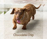 Small #8 Dachshund