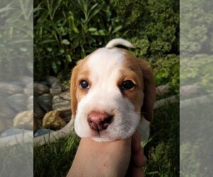 Beagle Puppy for sale in COLVILLE, WA, USA