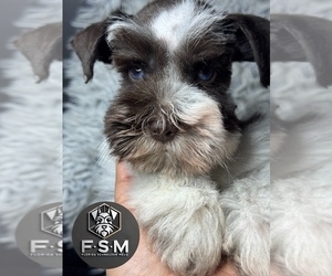 Schnauzer (Miniature) Puppy for sale in KISSIMMEE, FL, USA
