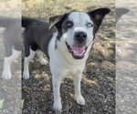 Small #4 Border Collie Mix