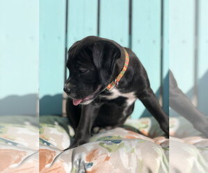 Millie - Female Boxador Dog for Adoption - Photo #7
