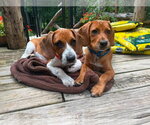 Small #2 Beagle Mix