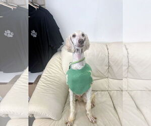 Poodle (Standard)-Unknown Mix Dogs for adoption in Rockaway, NJ, USA