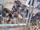 Small Photo #1 German Shepherd Dog Puppy For Sale in GREENVILLE, SC, USA