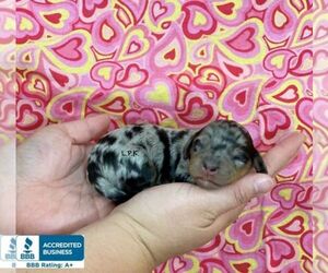 Dachshund Puppy for sale in WINNSBORO, LA, USA