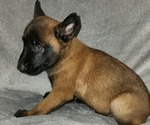 Small Photo #3 Belgian Malinois Puppy For Sale in HOLLYWOOD, FL, USA