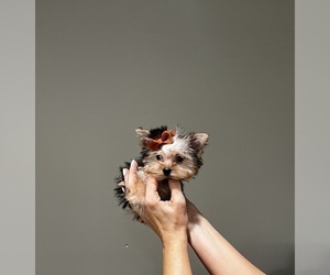 Yorkshire Terrier Puppy for Sale in MIAMI, Florida USA
