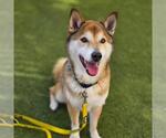 Small Shiba Inu-Siberian Husky Mix