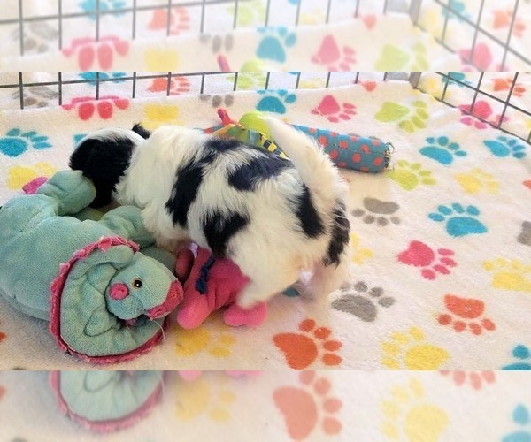 Medium Photo #10 Papitese Puppy For Sale in ORO VALLEY, AZ, USA