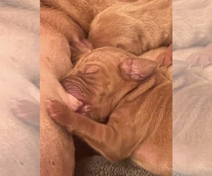 Vizsla Puppy for sale in GREENFIELD, IA, USA