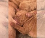 Small Vizsla