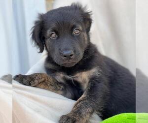 Mutt Dogs for adoption in San Diego, CA, USA