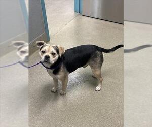 Pug-Unknown Mix Dogs for adoption in Las Vegas, NV, USA