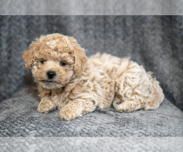 Medium Photo #3 Bichpoo Puppy For Sale in LEOLA, PA, USA