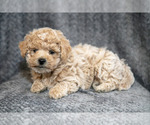 Small #2 Bichpoo