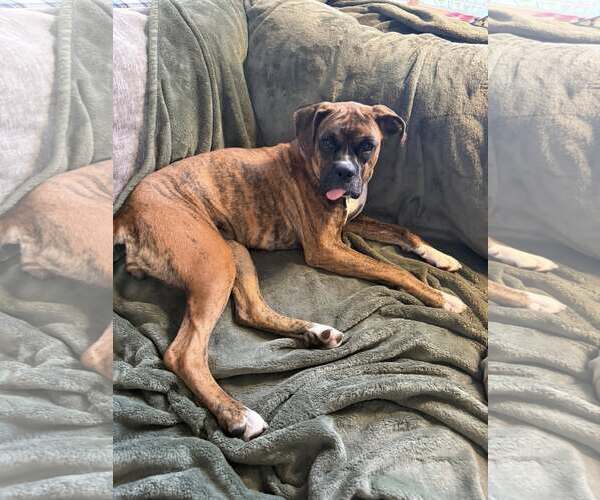 Medium Photo #3 Boxer Puppy For Sale in Stanwood, WA, USA