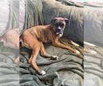 Small #2 Boxer