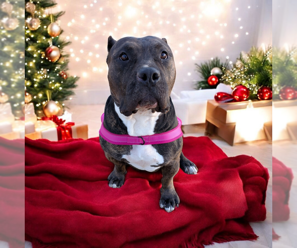 Medium Photo #2 American Pit Bull Terrier Puppy For Sale in Vail, AZ, USA
