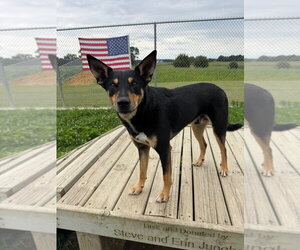Corey - Male Australian Kelpie-Unknown Mix Dog for Adoption - Photo #3