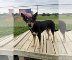 Small #2 Australian Kelpie Mix