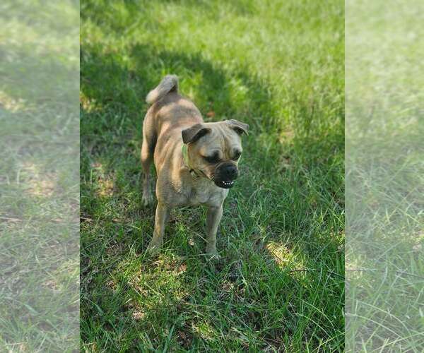 Medium Photo #5 Pug-Unknown Mix Puppy For Sale in Wakefield, RI, USA