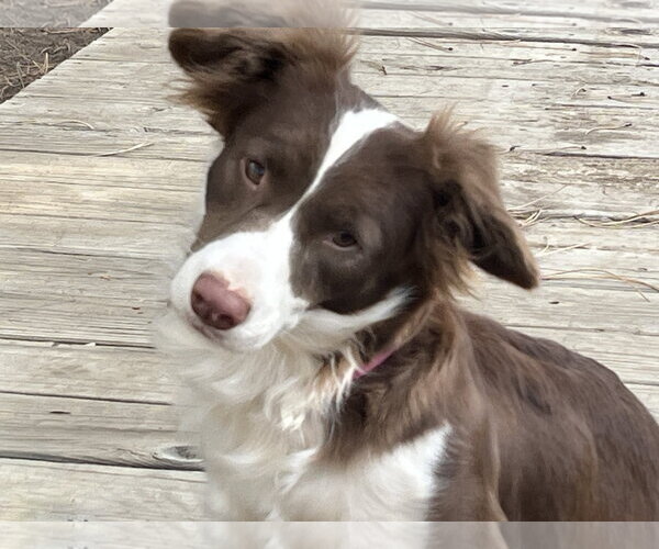 Medium Photo #2 Australian Shepherd-Unknown Mix Puppy For Sale in Denver , CO, USA
