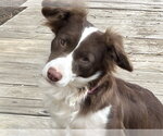 Small Photo #2 Australian Shepherd-Unknown Mix Puppy For Sale in Denver , CO, USA