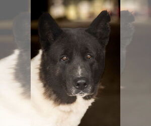 Akita Dogs for adoption in Pottstown, PA, USA