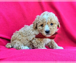 Poovanese Puppy for sale in RISING SUN, MD, USA