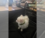 Small Photo #4 Pomeranian Puppy For Sale in LA PINE, OR, USA