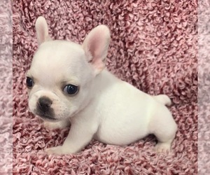 French Bulldog Puppy for sale in JOHNS ISLAND, SC, USA