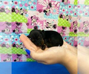 Dachshund Puppy for sale in WINNSBORO, LA, USA