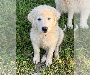 Maremma Sheepdog Puppy for sale in KANSAS CITY, MO, USA