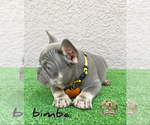 Small Photo #1 French Bulldog Puppy For Sale in LEHIGH ACRES, FL, USA