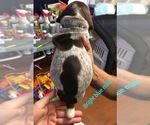 Small Photo #12 German Shorthaired Pointer Puppy For Sale in CORONA, CA, USA