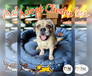 Medium Brussels Griffon