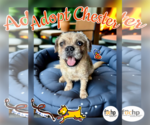 Small Brussels Griffon
