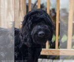 Small Poodle (Standard) Mix