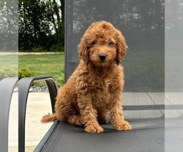 Medium Photo #1 Goldendoodle (Miniature) Puppy For Sale in FRANKLIN, IN, USA