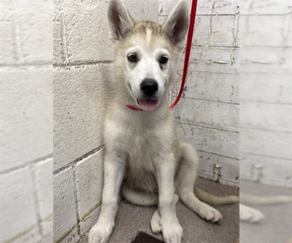 Medium Photo #1 Siberian Husky Puppy For Sale in San Bernardino, CA, USA